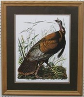 Wild Turkey by John J. Audubon