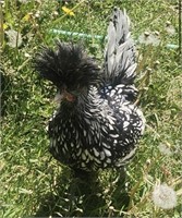 Hen-Silver Laced Polish Bantam-1 year old