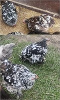 1Dozen-Mottled Cochin Bantam Hatching Eggs