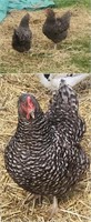 2 Hens-Barred Rock- Laying daily