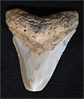 Megaladon Fossil Sharks Tooth 3 1/4" Long 2 3/4""