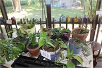 HOUSE PLANTS LOT