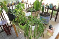 HOUSE PLANTS, MONKEY WATERING PITCHER