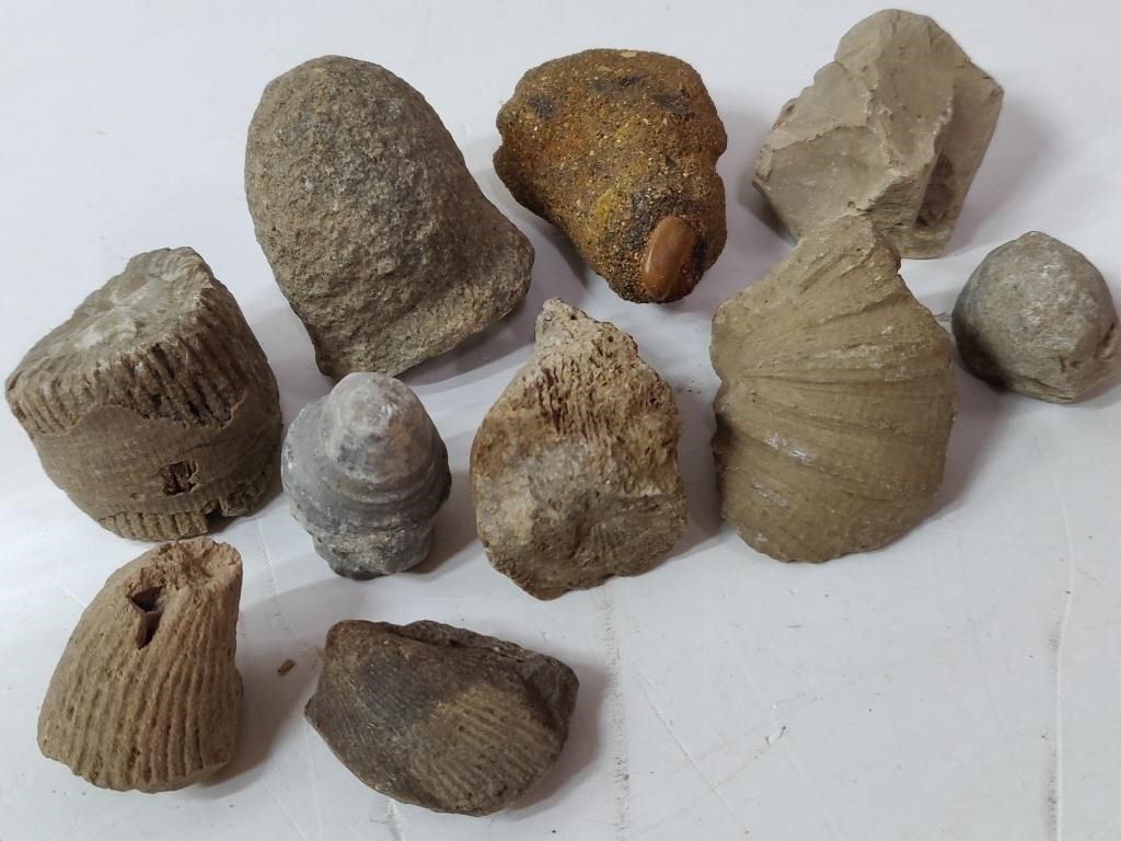 Lot of Fossils