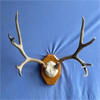 deer rack mounted on a wooden base 23", 21" long