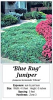 5 Blue Rug Spreading Juniper Plants