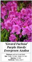 3 Hardy Evergreen Fuchsia Purple Azalea Plants