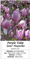 3 Purple Tulip Jane Magnolia Plants