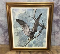 Framed Red Tailed Hawk Print