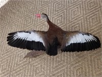 Black-Chested Tree Duck Full Body Taxidermy Mount