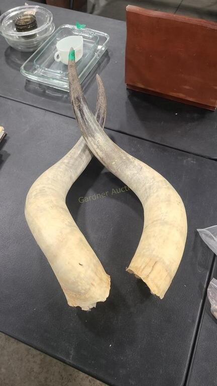 SET OF LONGHORN HORNS 32" LONG