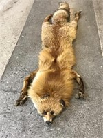 Full Body Red Fox Fur Wrap/Stole