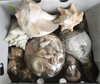 Sea Shell Box Lot