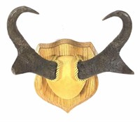 Pronghorn Antelope Horn Mount On Wood Plaque