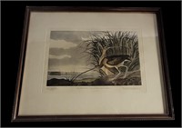 VINTAGE "LONG BILLED CURLEW" AUDUBON PRINT