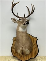 Trophy Mount Taxidermy Deer Head