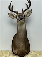 Trophy Mount Taxidermy Deer Head