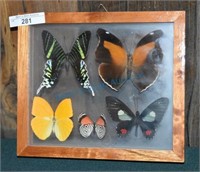 Frame of rare butterflies