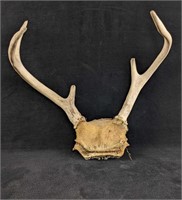 Six Pointer Buck Antlers