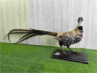 PHEASANT ON STAND