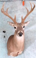 WHITETAIL DEER 8 POINT SHOULD MOUNT-TAXIDERMY