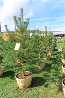 SCOTCH PINE THIS IS 4 TIMES THE BID AMOOUNT