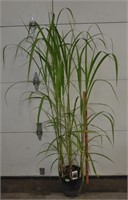 Giant Maiden grass, 6ft.