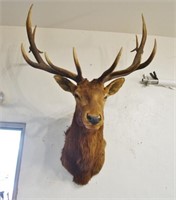 Vintage1953 Roosevelt Elk Trophy