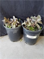 ? Two small plants 7 inch pots