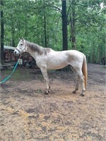 Frosty Quarter Horse Stud