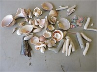 Selection Shells & Coral