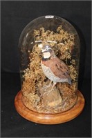Hand carved Quail in a dome mount 12"