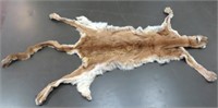 Mountain Lion Tanned Pelt Approx 36" W X 7FT Long
