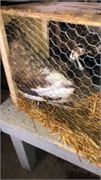 Purple Pied White Eyed Peahen - 3 Yrs Old