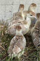 3 Unsexed-Bourbon Red Turkey Poults-Well started