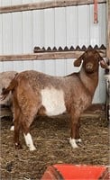 2 yr old paint boer doe bred to dapple billy