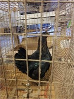 Black Legged Hen