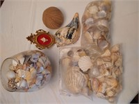 Lot of Sea Shells