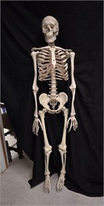 64 in Articulated Human Skeleton