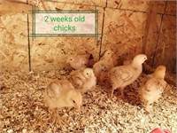 6 Western Rustic Chicks, DOB: April 10th