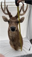 New Zealand Rusa deer mount