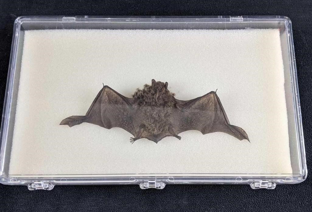 Displayed Real Bat Dead Small Bat In Display Case