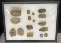 (AK) Framed Mazon Creek Fossils: 16 1/2 x 12 1/2