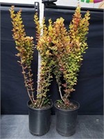 29-in Japanese Barberry