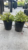 3 Lots of 1 ea 1 Gal Snow Mound Spiraca Nippsnica