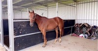 (NSW): FRANKIE - QH Gelding