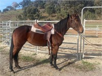 (VIC) EVE - STANDARBRED MARE