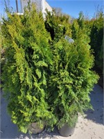 Arborvitaes 3-4FT, 5 Total