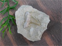 SHARK TOOTH IN MATRIX ROCK STONE LAPIDARY SPECIMEN