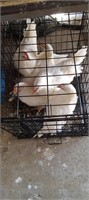 White pullets